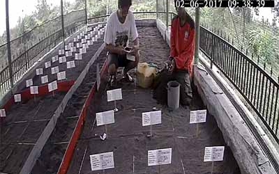 Menemukan Penyu Bertelur di Pantai Boom