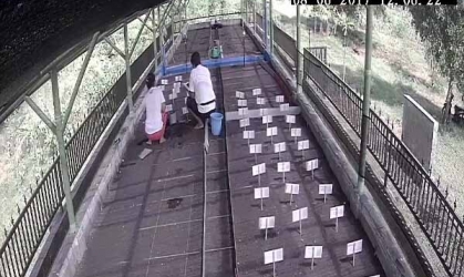 Menemukan Penyu Bertelur di Pantai Sobo