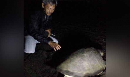 Menemukan Penyu Bertelur di Pantai Boom
