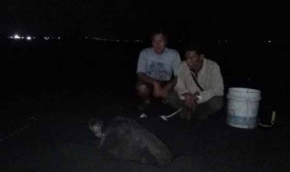 Menemukan Penyu Bertelur di Pantai Boom