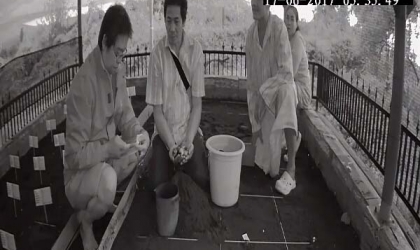 Menemukan Penyu Bertelur di Pantai Sobo