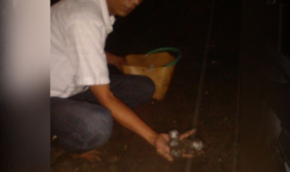 Menemukan Penyu Bertelur di Pantai Boom