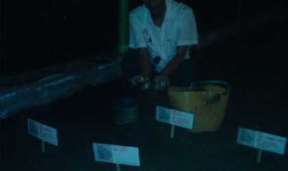 Menemukan Penyu Bertelur di Pantai Boom