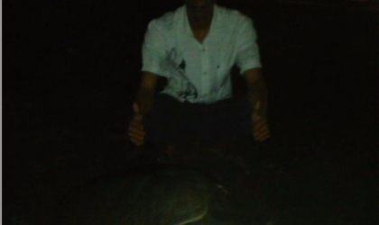 Menemukan Penyu Bertelur di Pantai Boom