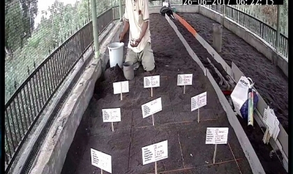 Menemukan Penyu Bertelur di Pantai Sobo