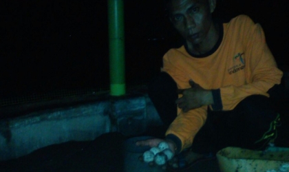 Menemukan Penyu Bertelur di Pantai Boom