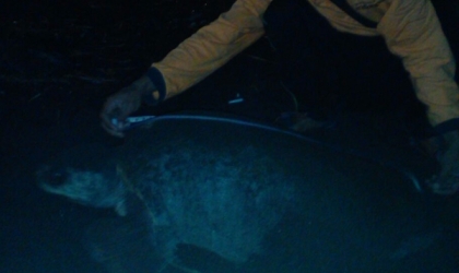 Menemukan Penyu Bertelur di Pantai Boom