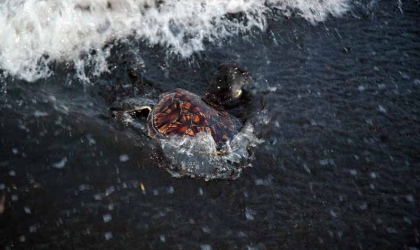 Luka Sembuh, Dua Penyu Dilepasliarkan