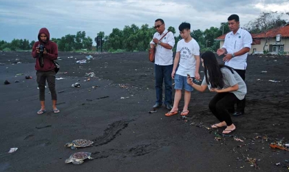 Luka Sembuh, Dua Penyu Dilepasliarkan