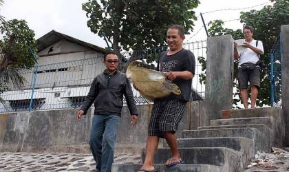 Penyu Berdiameter 1 Meter Tersangkut Jaring