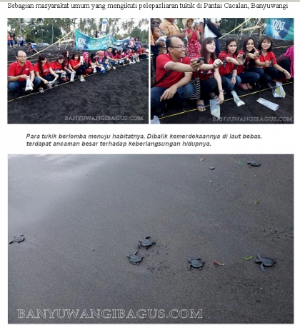 Pelepasliaran Tukik Bersama Pramuka & Masyarakat