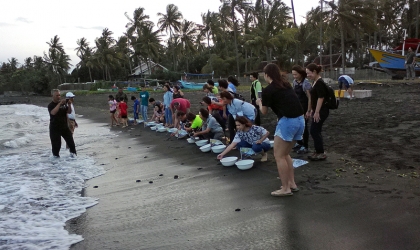 Pelepasliaran Tukik Bersama Wa Ing