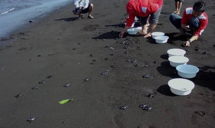 Pelepasliaran Tukik Bersama Indofood