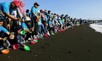 Pelepasliaran Tukik Bersama Keluarga Besar Pelindo III