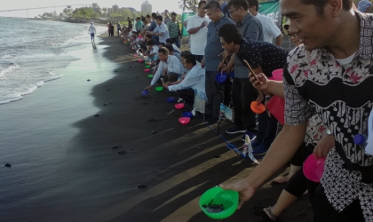 Pelepasliaran Tukik Bersama Radar Banyuwangi