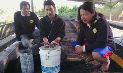Menemukan Penyu Bertelur di Pantai Santen
