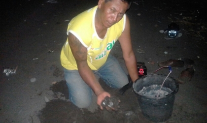 Menemukan Penyu Bertelur di Pantai Boom