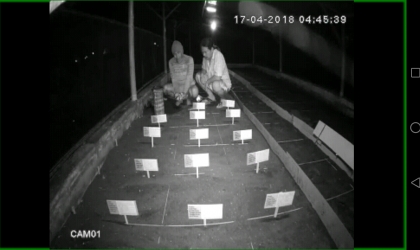 Menemukan Penyu Bertelur di Pantai Santen