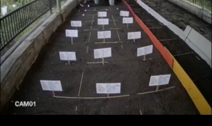 Menemukan Penyu Bertelur di Pantai Santen