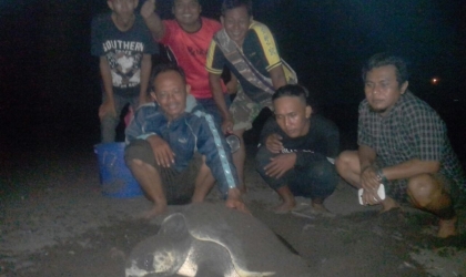 Menemukan Penyu Bertelur di Pantai Boom