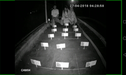 Menemukan Penyu Bertelur di Pantai Santen