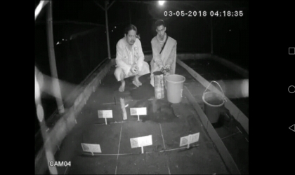 Menemukan Penyu Bertelur di Pantai Santen