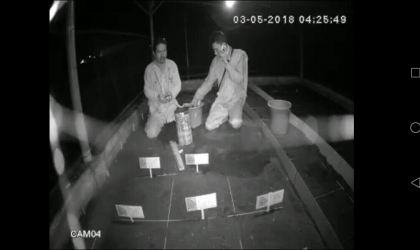 Menemukan Penyu Bertelur di Pantai Santen