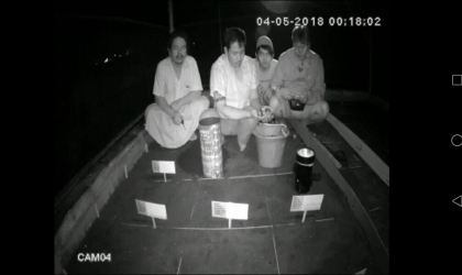 Menemukan Penyu Bertelur di Pantai Santen