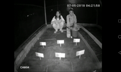 Menemukan Penyu Bertelur di Pantai Santen