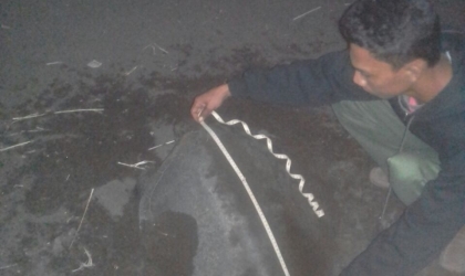 Menemukan Penyu Bertelur di Pantai Boom