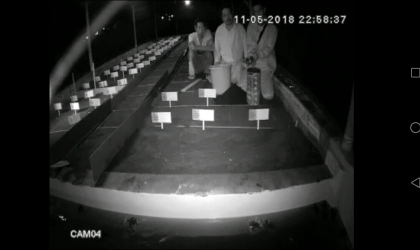 Menemukan Penyu Bertelur di Pantai Santen