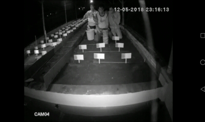 Menemukan Penyu Bertelur di Pantai Boom