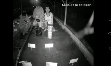 Menemukan Penyu Bertelur di Pantai Boom