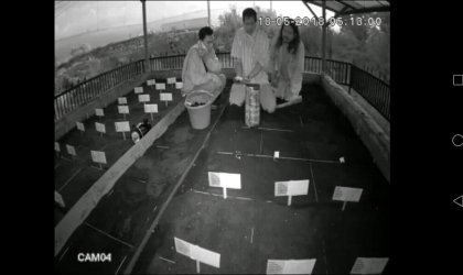 Menemukan Penyu Bertelur di Pantai Santen