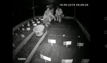 Menemukan Penyu Bertelur di Pantai Santen