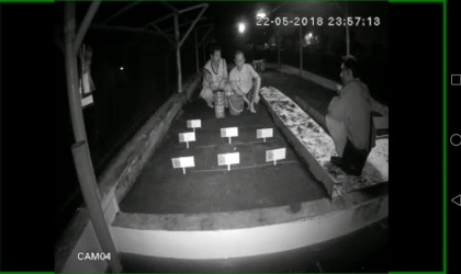 Menemukan Penyu Bertelur di Pantai Mirah