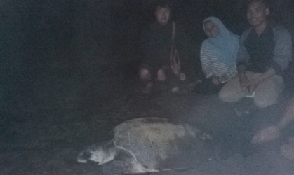 Menemukan Penyu Bertelur di Pantai Boom