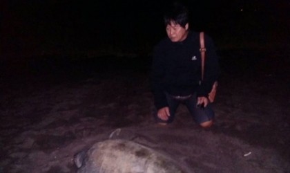 Menemukan Penyu Bertelur di Pantai Boom