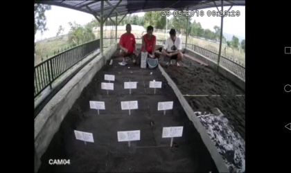 Menemukan Penyu Bertelur di Pantai Mirah