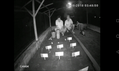 Menemukan Penyu Bertelur di Pantai Mirah