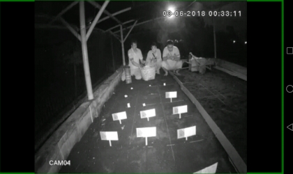 Menemukan Penyu Bertelur di Pantai Boom