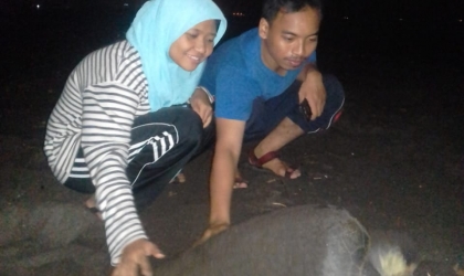 Menemukan Penyu Bertelur di Pantai Boom