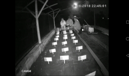 Menemukan Penyu Bertelur di Pantai Boom