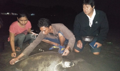 Menemukan Penyu Bertelur di Pantai Boom