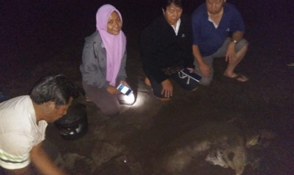 Menemukan Penyu Bertelur di Pantai Boom