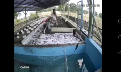 Menemukan Penyu Bertelur di Pantai Boom