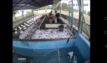 Menemukan Penyu Bertelur di Pantai Santen