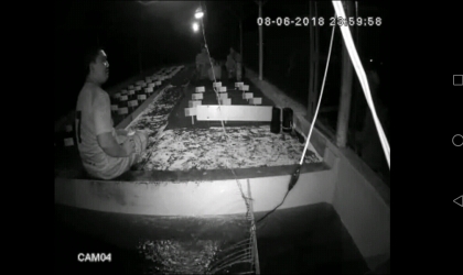 Menemukan Penyu Bertelur di Pantai Santen