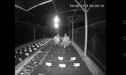 Menemukan Penyu Bertelur di Pantai Mirah