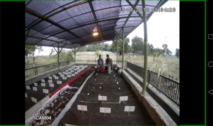 Menemukan Penyu Bertelur di Pantai Sobo